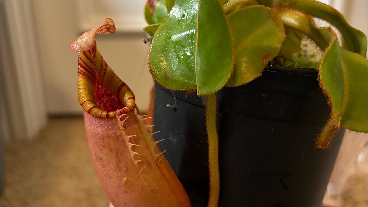 Another Redleaf Exotics Unboxing