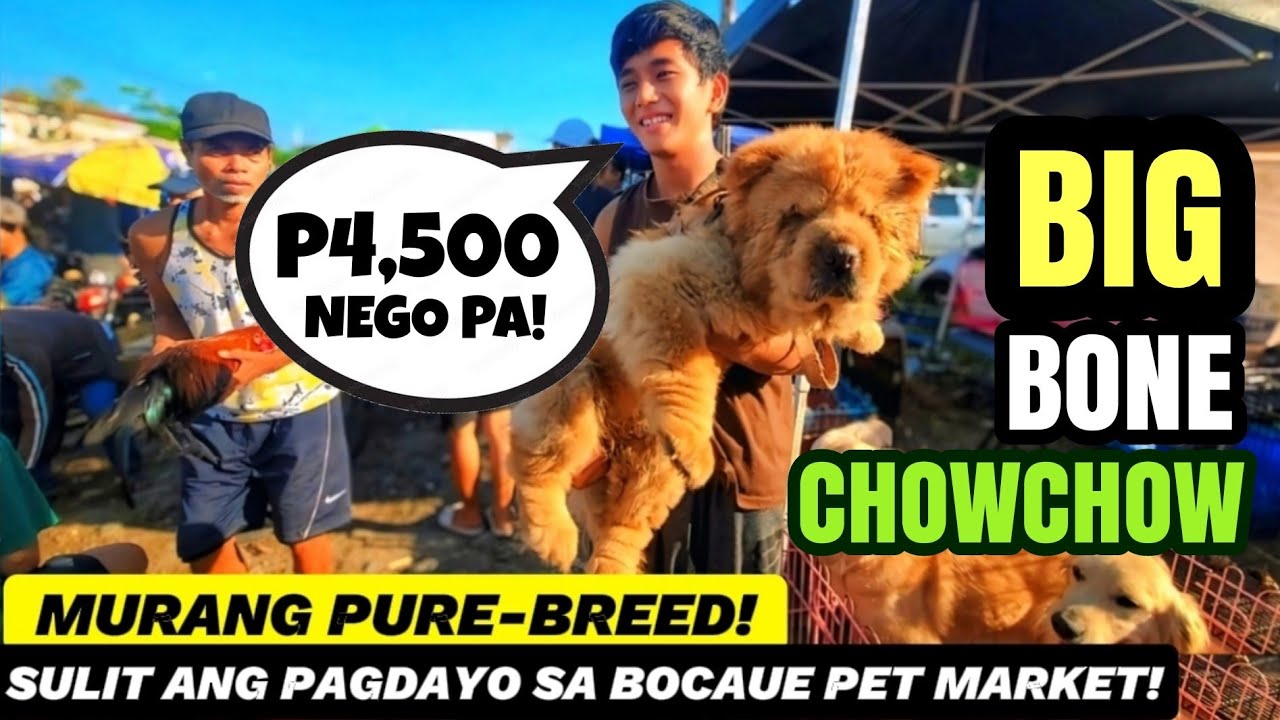 P4,500 LANG MAY BIG BONE CHOW CHOW KA NA! | QUALITY AFFORDABLE PUPPIES SA BOCAUE PET MARKET UPDATE