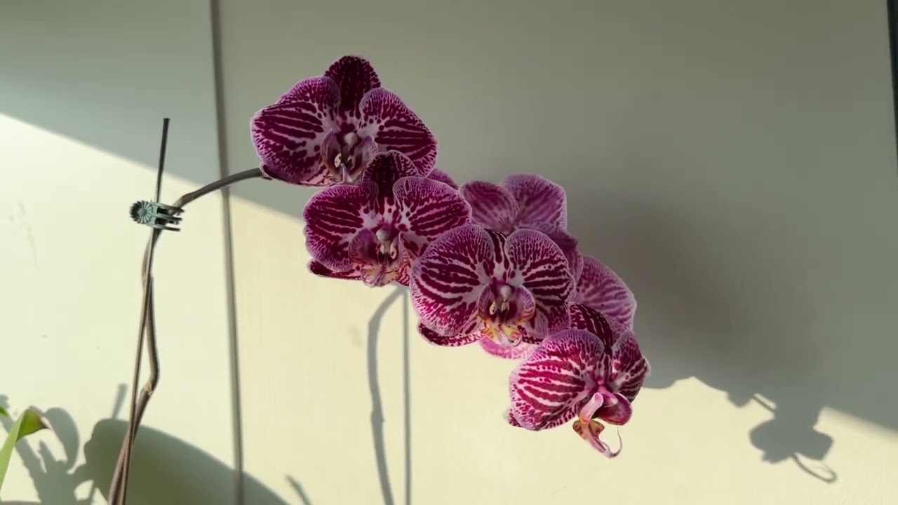 Phalaenopsis Orchid Update at Work