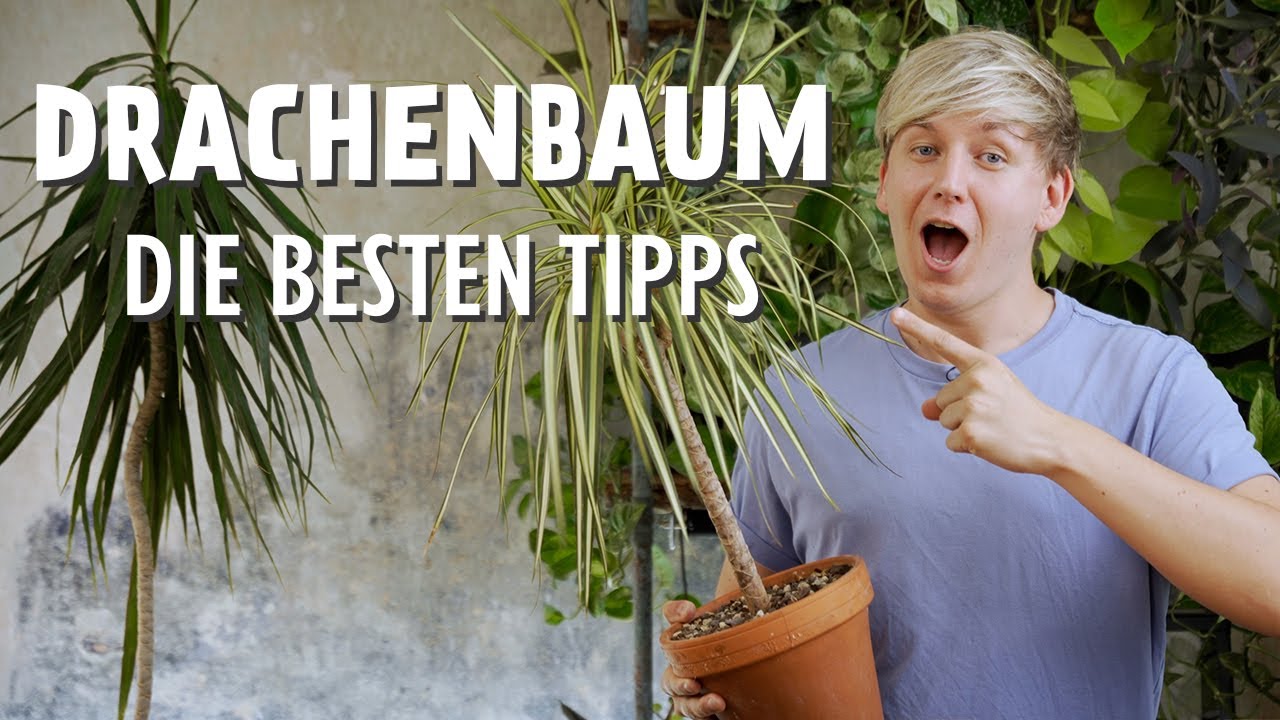 DIESE 11 Drachenbaum Pflegetipps MUSST du kennen 🐲 (Dracaena)