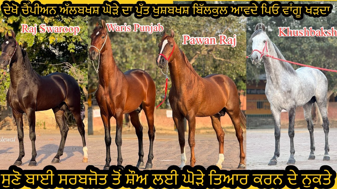 Stallion Khushbaksh Sire Late Champion of Champion Albaksh Dhillon Ayali Stud Farm Ludhiana