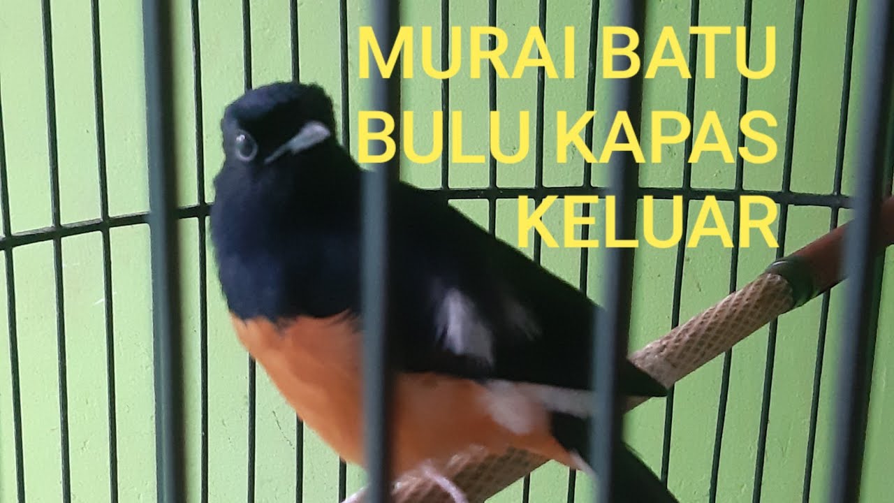 SOLUSI MURAI BATU BULU KAPAS KELUAR #muraibatu  #kicaumania  #muraibulukapas #murailomba