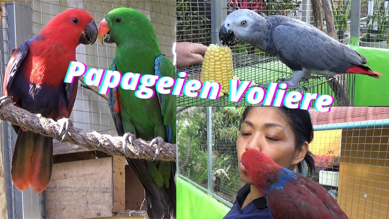 Thailand Papageien Voliere. Ein Küken wurde leider getötet.😢