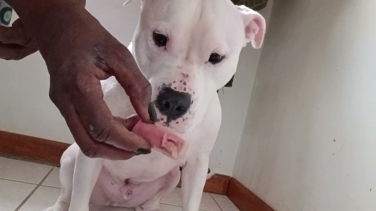 👋Training  & Treating 🐕Your Pet👌#Ms_Positivity!!