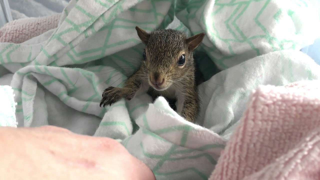 Baby squirrel thinks she's tough!