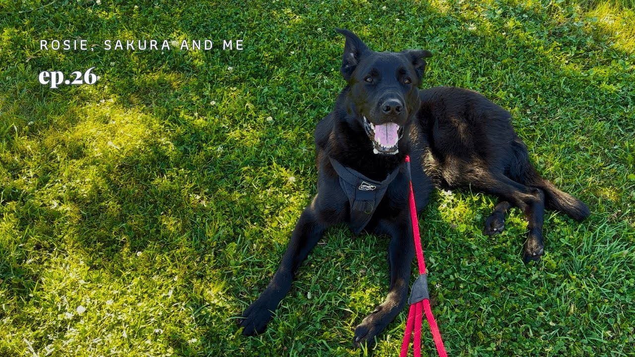 On Living Far from Everyone | A Simple Life with Rescue Dogs in Edmonton, Canada