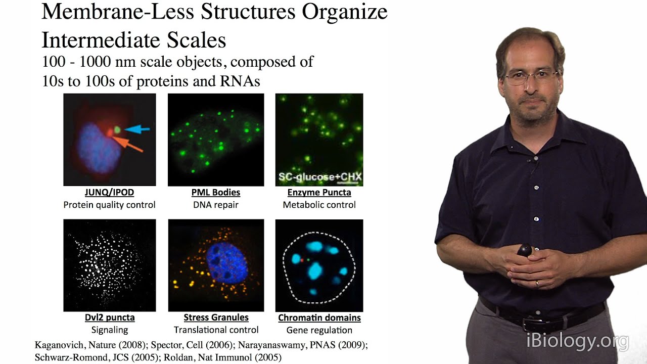 Michael Rosen (UT Southwestern / HHMI): Cell Organization on Micron Length Scales