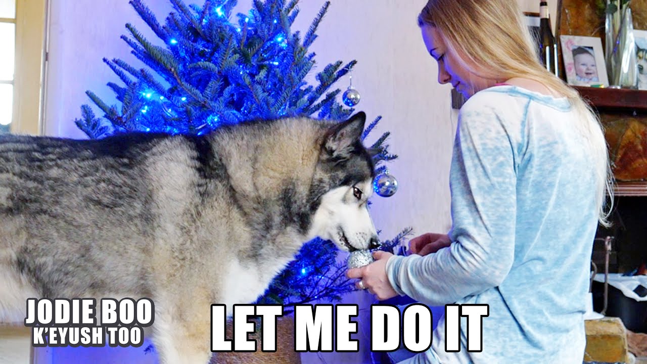 My Husky Helps Decorate The Tree! Nearly Knocks It Over!