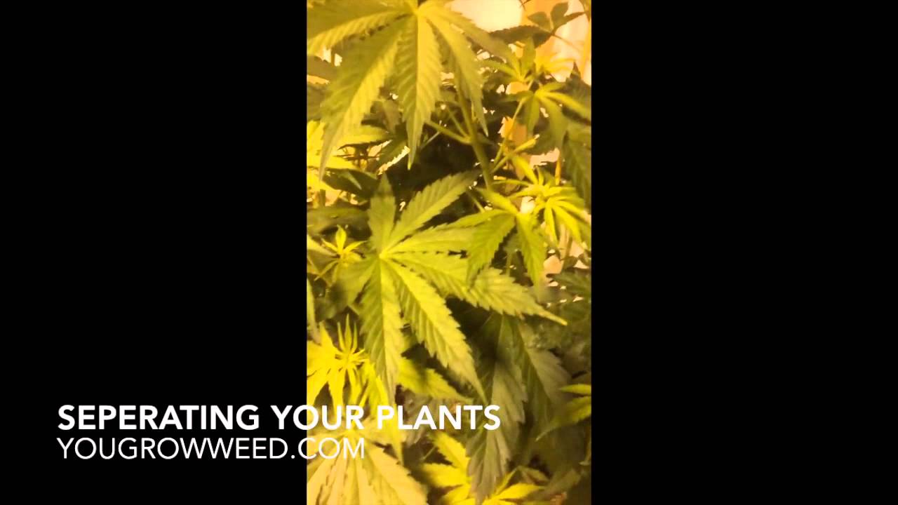 Seperating your male and female plants