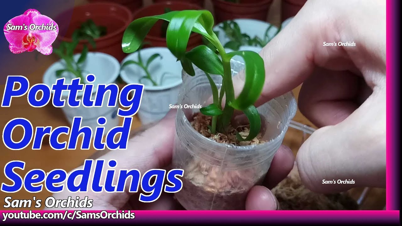 Potting Dendrobium orchid seedlings from flask