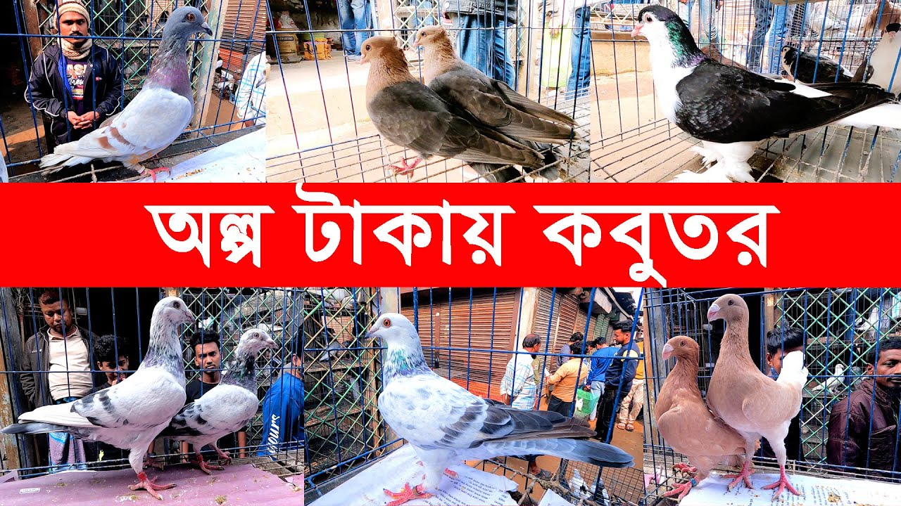 অল্প টাকায় কবুতর | kobutor hat 2023 | pigeon market in bangladesh | saroliya kobutor hat