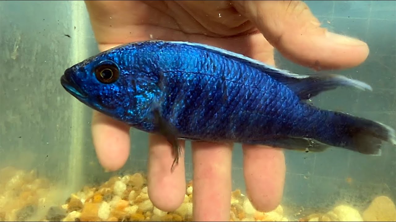 Sciaenochromis fryeri, the Electric Blue Peacock.