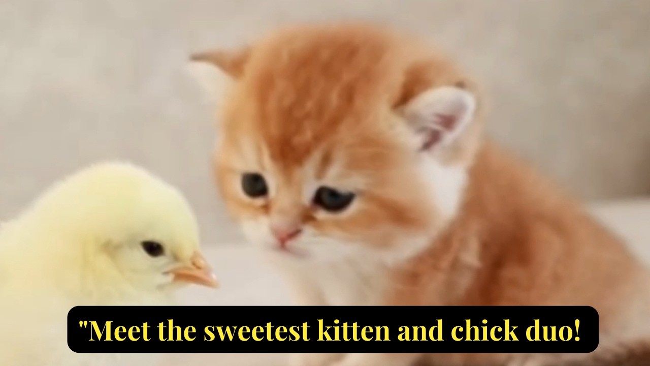 Meet the Sweetest Kitten and Chick in the World 🐱🐥 You Won't Believe Your Eyes!