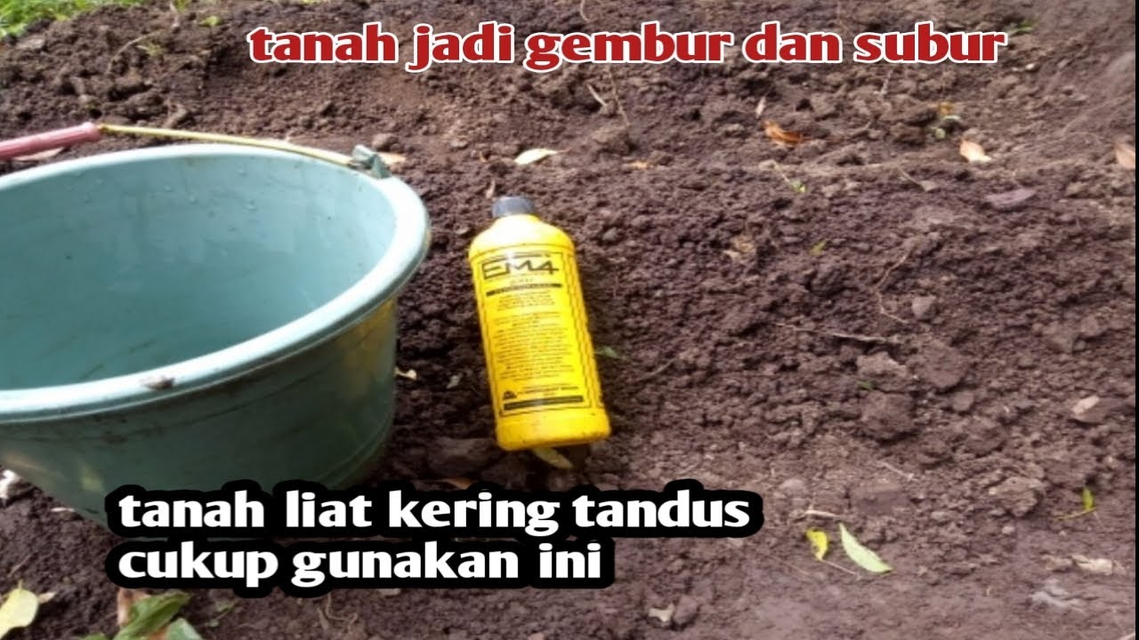 Cara menggemburkan tanah liat