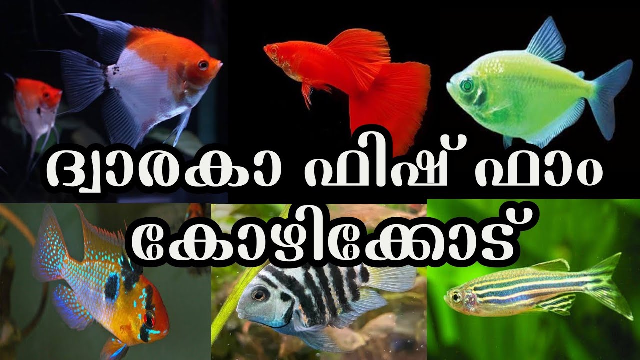 Dwaraka Fish Farm Calicut Farm visit
