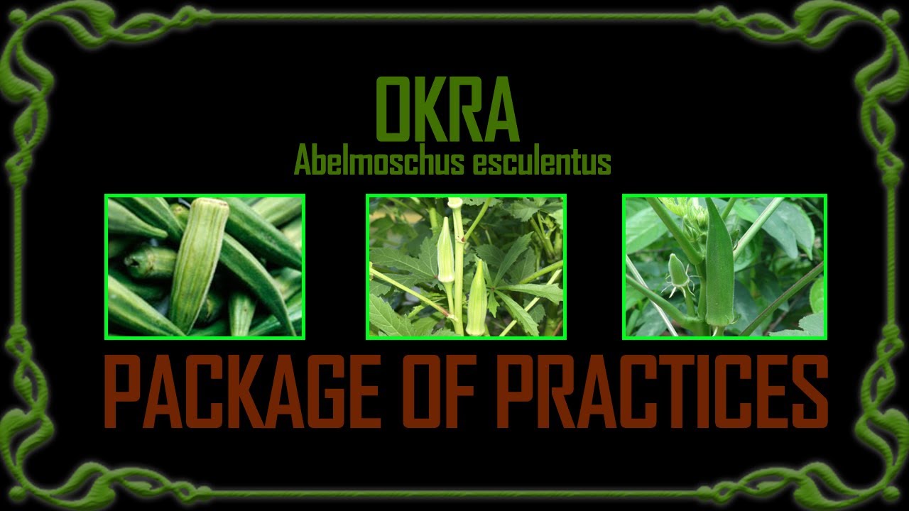 PACKAGE OF PRACTICE  - OKRA (Abelmoschus esculentus)