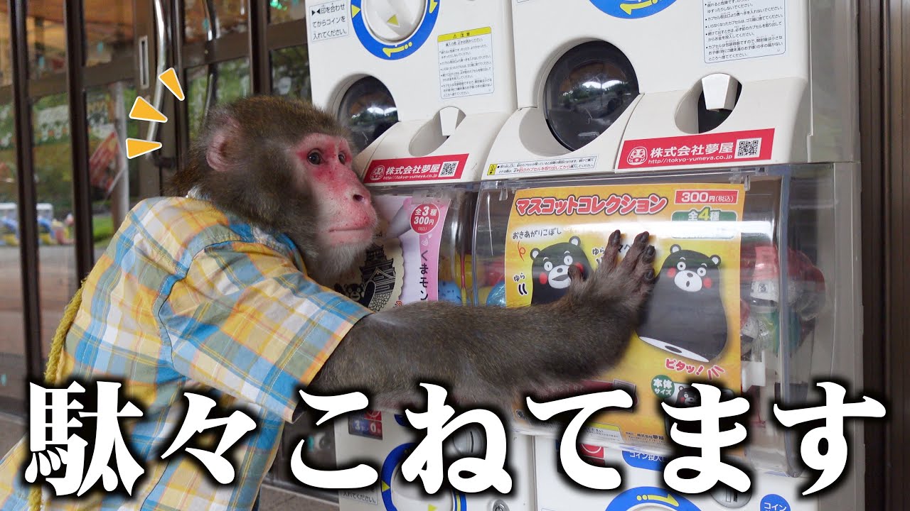お猿さんにガシャポンを教えると人間みたいに駄々こねるのか検証した結果…