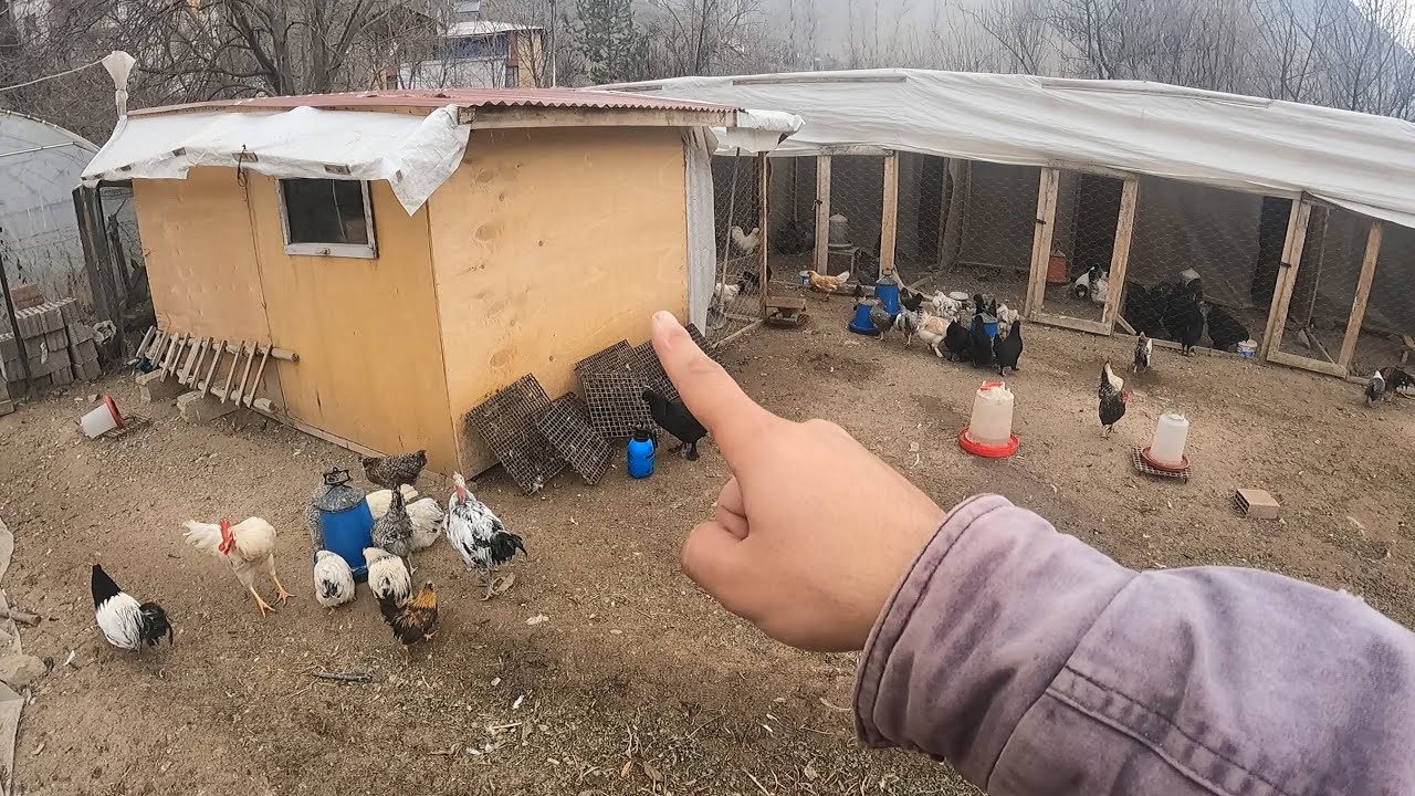 Uzun Vlog. Civciv Ünitesini Temizledim Tavuk Kümesleri Tüm Sürü