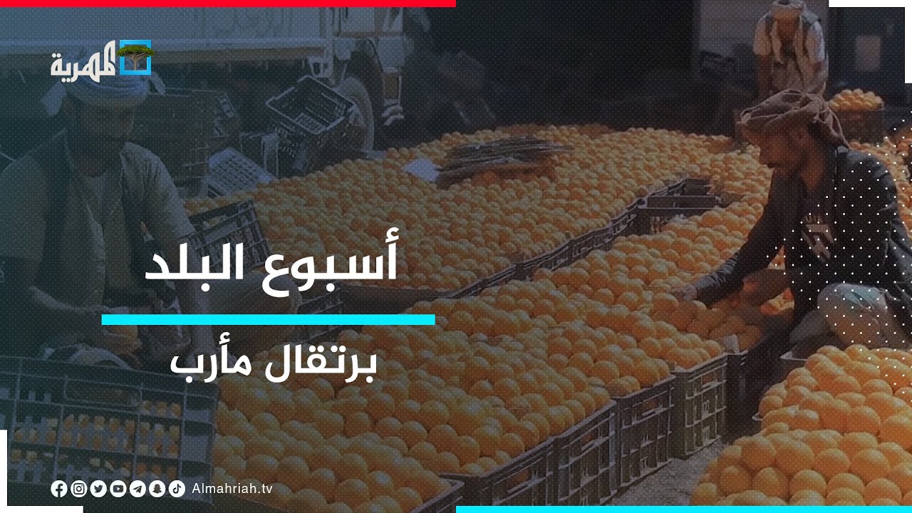 مأرب.. موسم تصدير البرتقال
