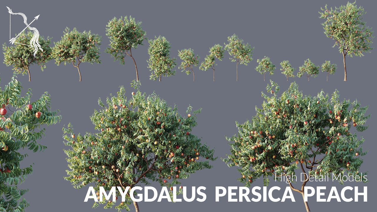 Hyper realistic 3D Assets Amygdalus Persica Peach Tree for UE5 | Hyper realistic WIND, RAIN, SNOW