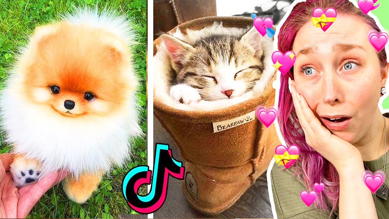 REAGERAR PÅ DE SÖTASTE DJUREN PÅ TIKTOK