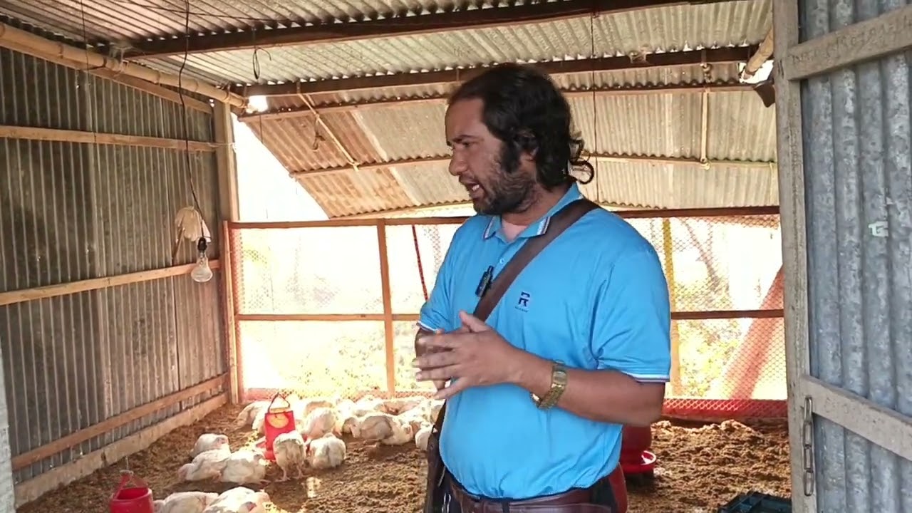 পিরপুর জামতলী মোড়ে মুরগী বিক্রি করা হয় 