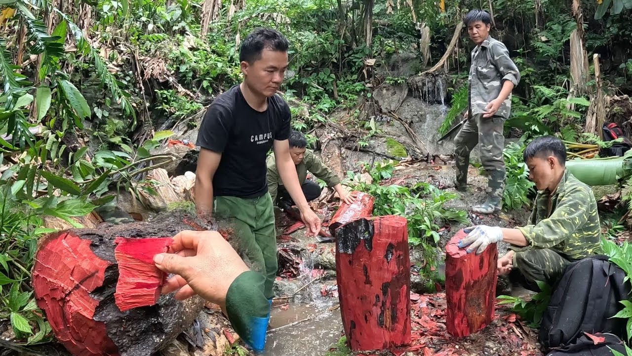#808. Đào khúc gỗ mục chìm dưới lòng suối không ngờ là gỗ huyết long, phiêu lưu trong rừng
