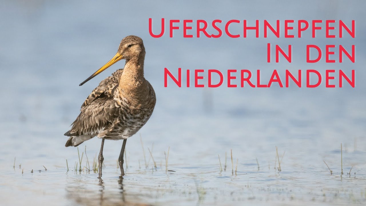 Uferschnepfen in den Niederlanden