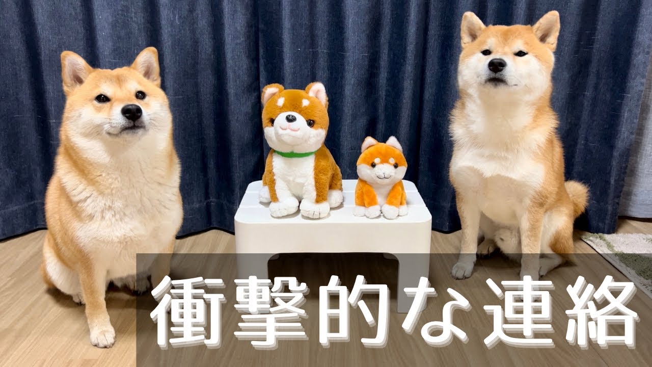 「柴犬と介護用人形」の動画が、制作会社の会長にバレてしまいました