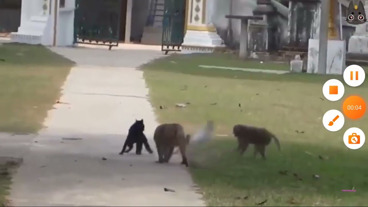 Mr Dweller/middweller  and aiden Lippi get attacked by monkies