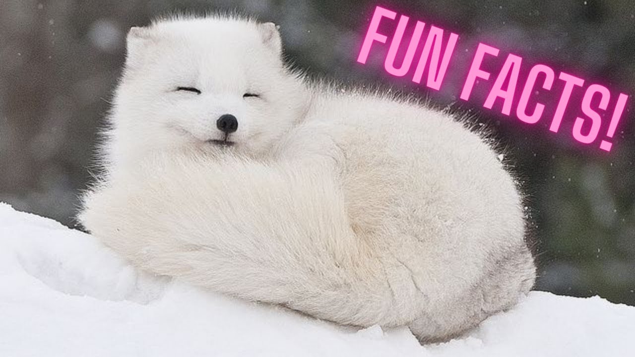 ARCTIC FOX | Animal Fun Facts | (For Kids)
