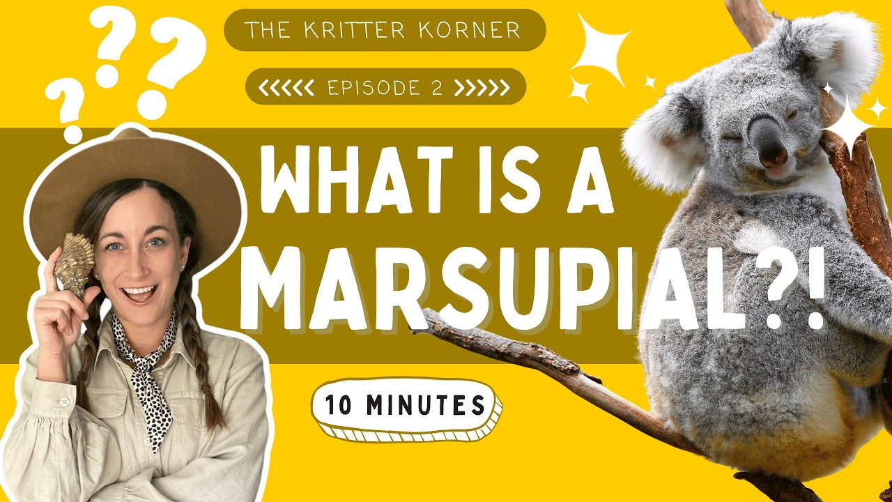 What Is a Marsupial? | Australian Animal Safari for Kids | The Kritter Korner