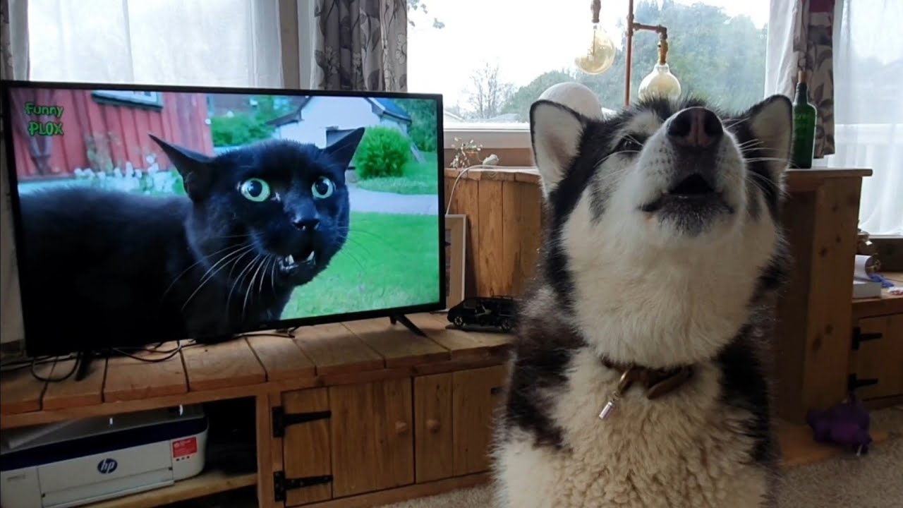 Malamute howls at the Television | Watch your pets react too