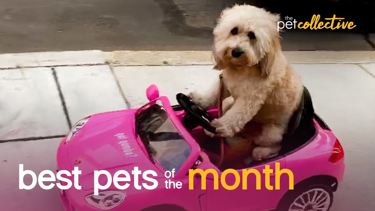 Stylish Dogs | Best Pets of the Month