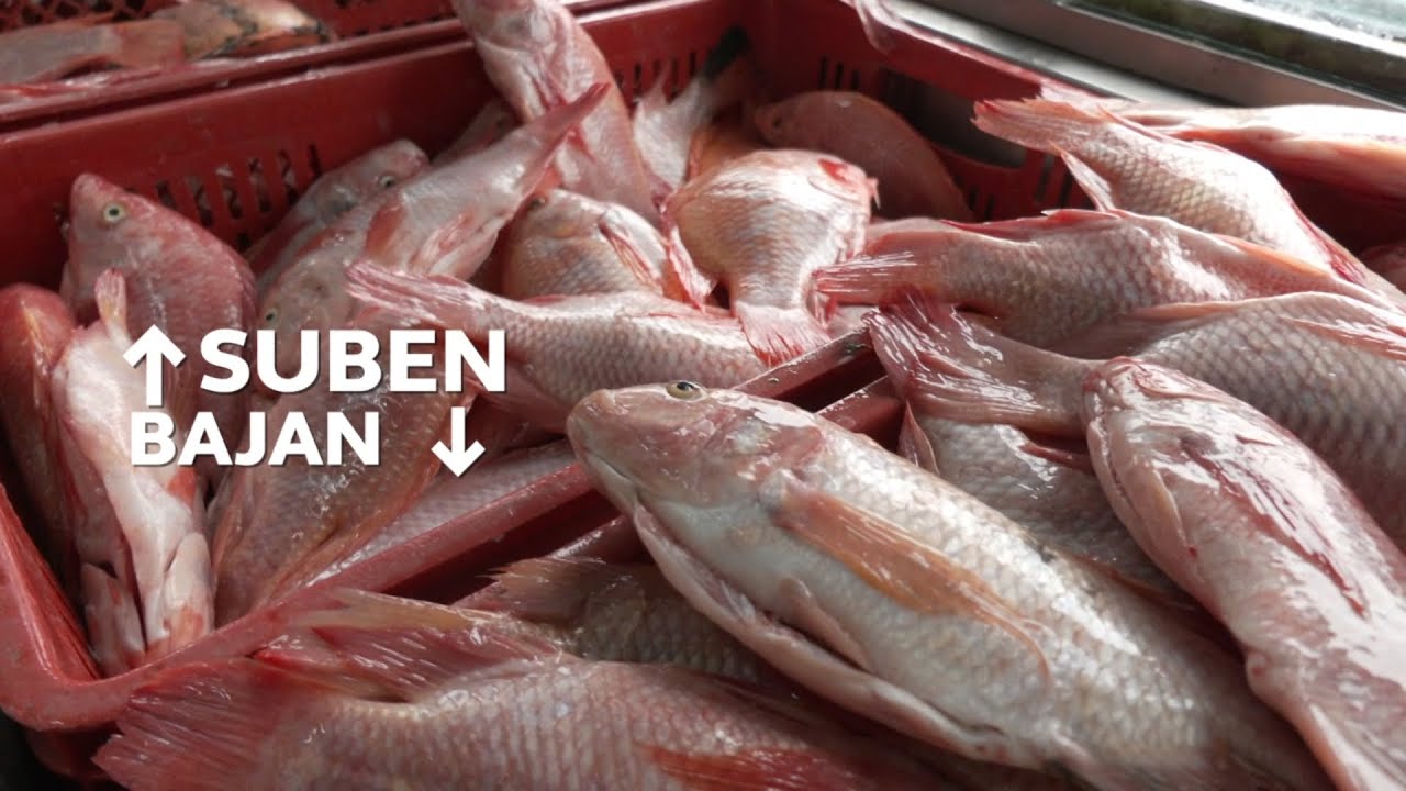 Precios del pescado y recomendaciones desde Corabastos para Semana Santa | Enlace Trece