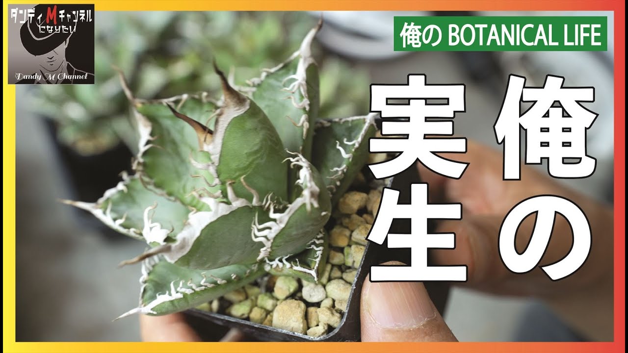 俺の実生！ オテロイ・チタノタブルー編　約２年前に播種して選抜をしていた株　どんな形に育ったか見ていきます