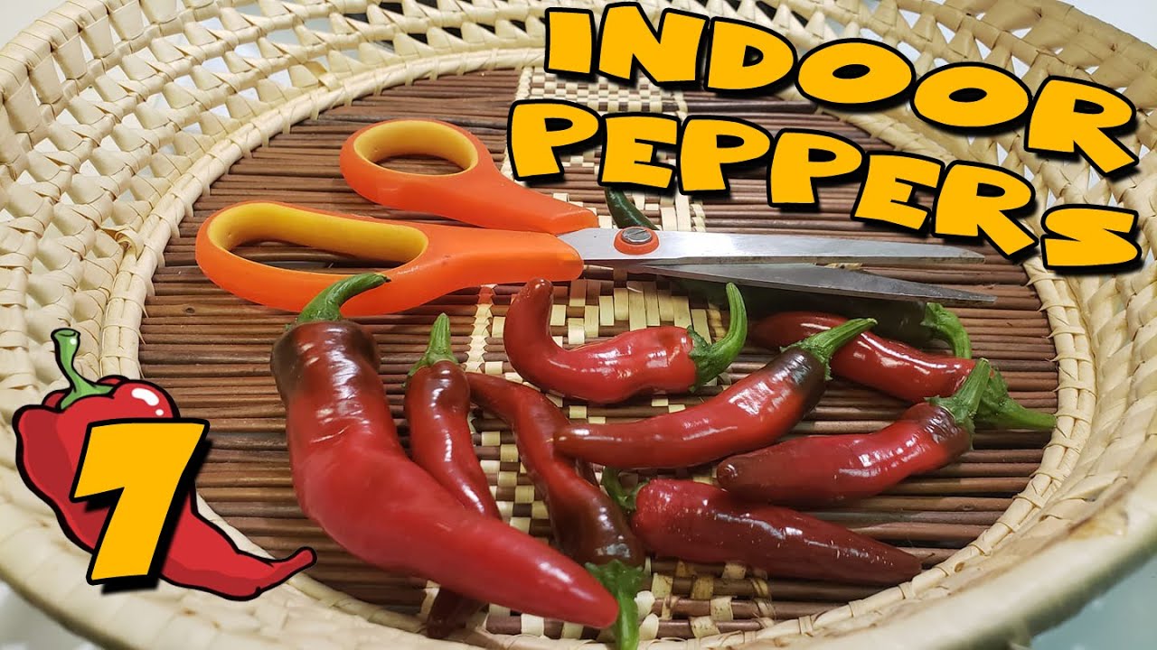 Growing HOT PEPPERS Indoors - Ep.7 - First Harvest