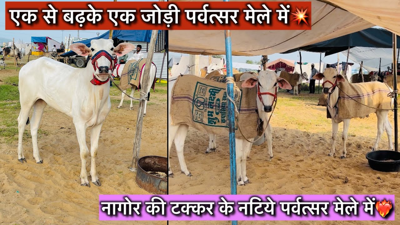 एक से बढ़के एक नटियों की जोड़ी पर्वत्सर मेले में💥आयी नागौर की टक्कर के नटिये पर्वत्सर मेले में आये !