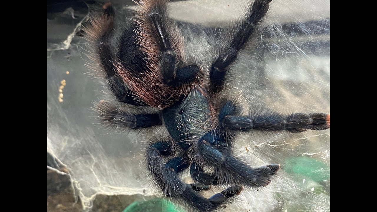 Avic avic egg sac removal