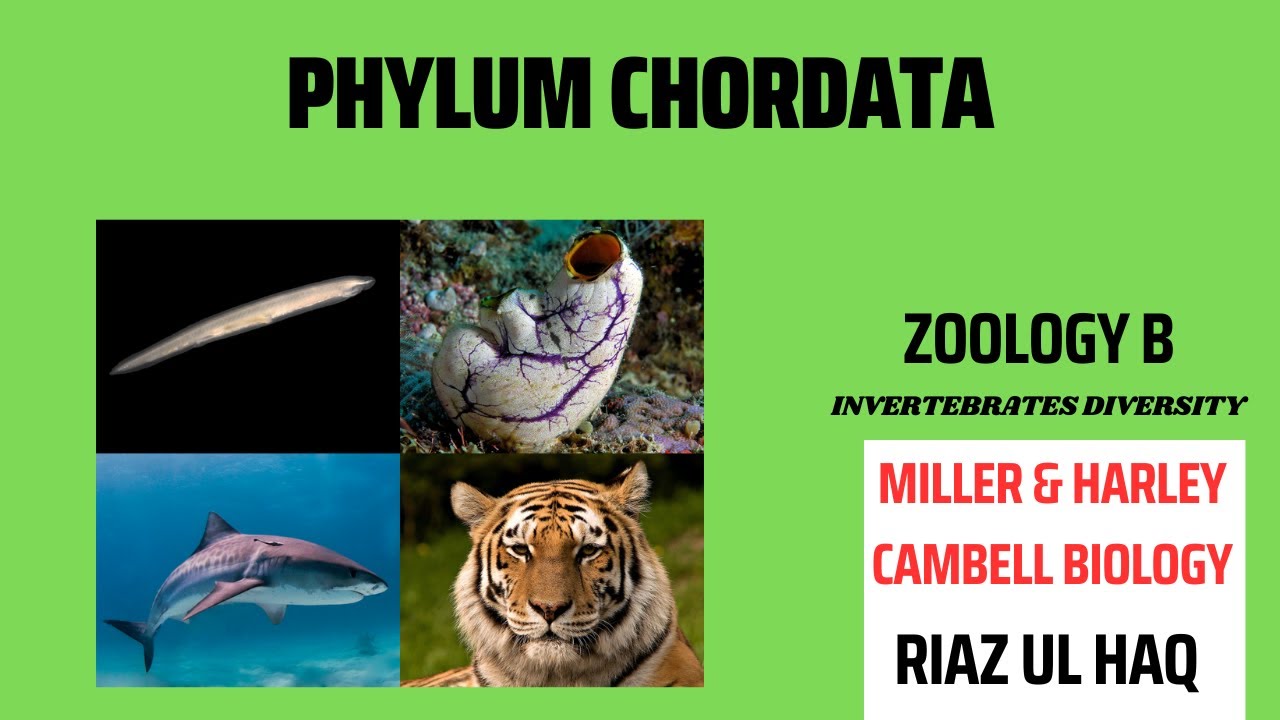 Phylum Chordata/ Zoology B/ Miller & Harley