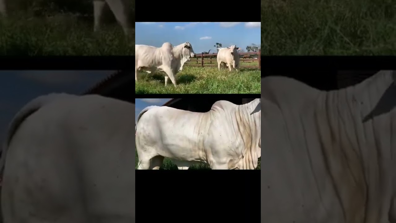 O QUE É UMA NOVILHA PRIMIPARA ? 