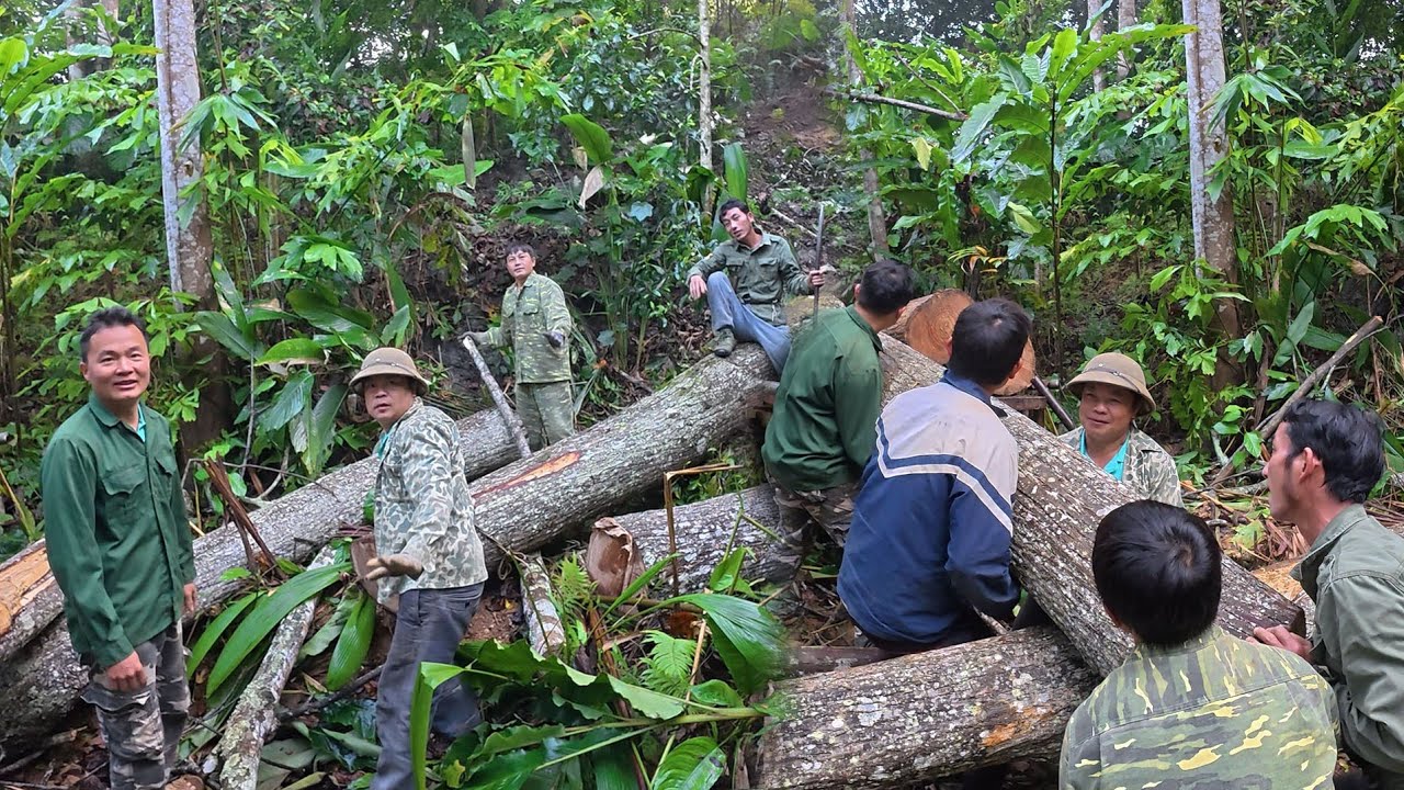Vận chuyển cây xoan khổng lồ mang đi xẻ, cuộc sống tự nhiên