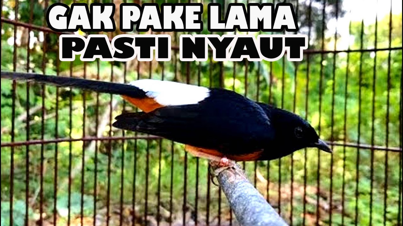 Pancingan Murai Batu agar bunyi dan emosi  - Pancingan Emosi Terbaik Murai GACOR