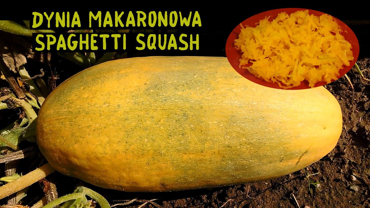 Dynia makaronowa - jak rośnie, gotowanie na parze / Spaghetti squash - how it grows, steam cooking