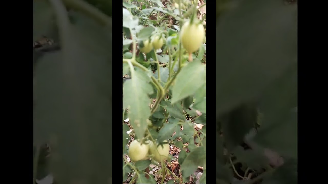 THE BEAUTY OF UNRIPE TOMATO FRUITS #shorts
