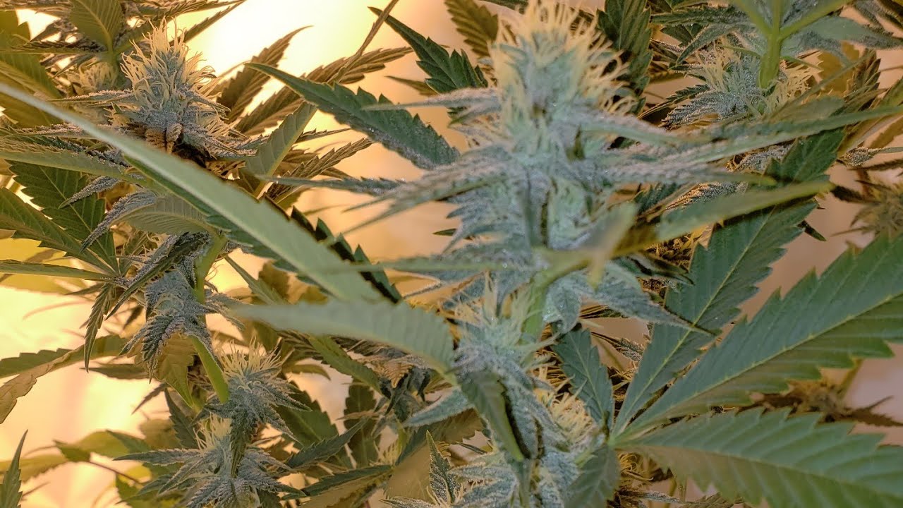 COB LED VS HPS FLOWER ROOM