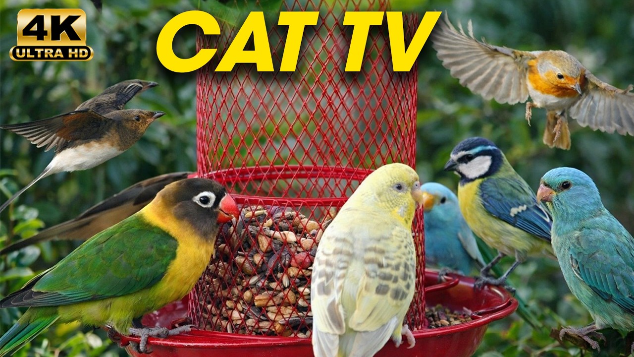 Video for Cats 🐿️🐦 Beautiful Garden Birds and Squirrels Close Up 🌿 | Cat TV 4K