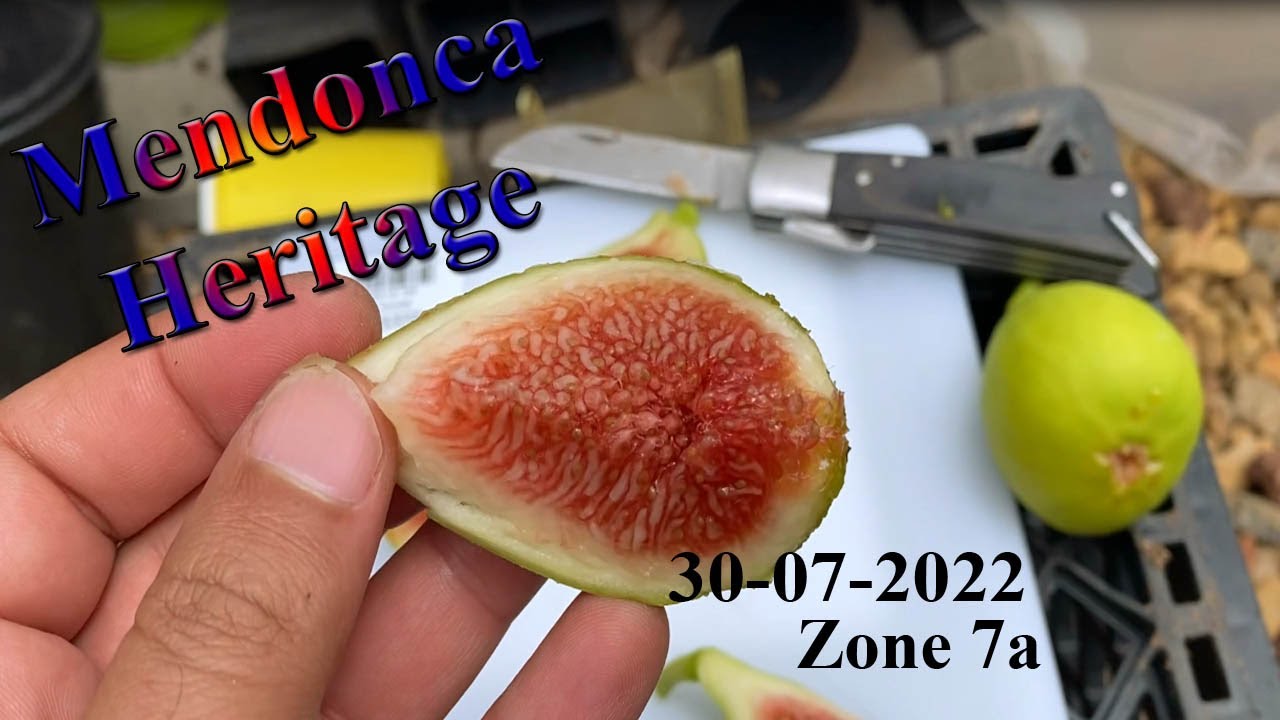 تين ادرياتيكي ابيض White Adriatic fig mendonca Heritage Unknown
