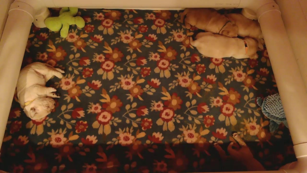 Susquehanna Service Dogs Puppy Cam