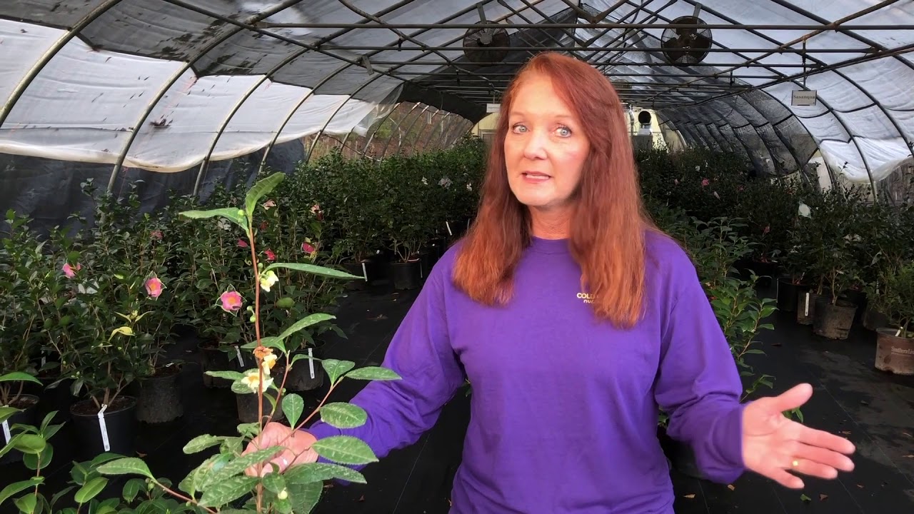 Camellia Care